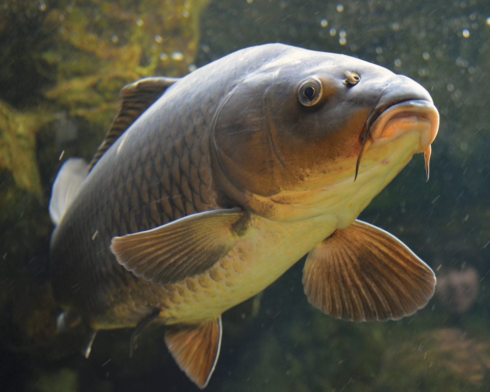 Carpa Regina